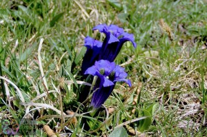 gentiana clusii (3)3